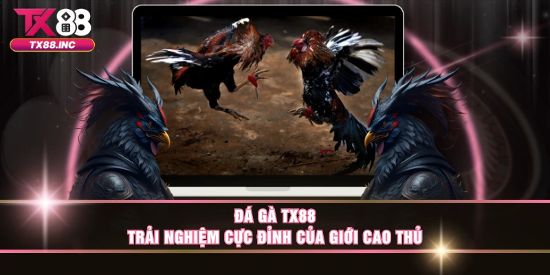 Đá gà TX88 - Trải nghiệm đỉnh cao